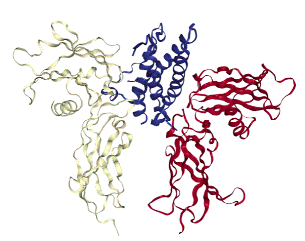 EPO EPOR Complex BioSerendipity