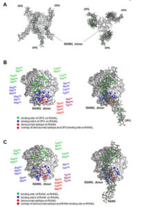 Structure-model-denosumab-OPG-RANKL