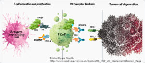 Yervoy_Opdivo_Mechanism_of_Action