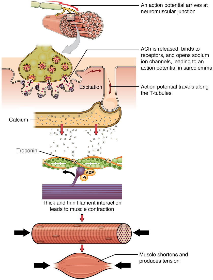 Excitation contraction Coupling BioSerendipity