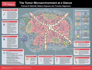 Tumor_Microenvironment