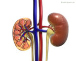 Kidney