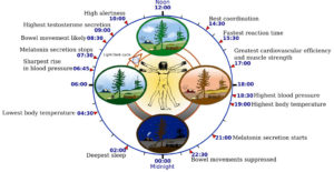 Human_circadian_biology