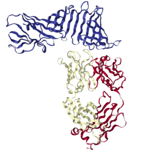 OspA_Antibody_Complex