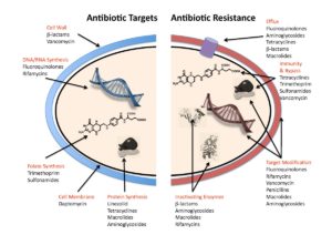 antibiotic_resistance_mechanisms