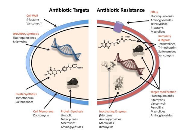 Resistance To Antibiotics Of Last Resort | BioSerendipity