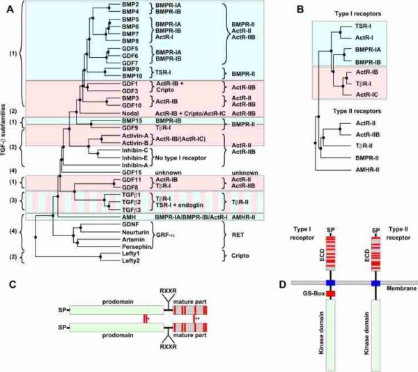 TGF-b Superfamily Ligands And Receptors | BioSerendipity