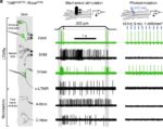 optogenetics_touch_nerves