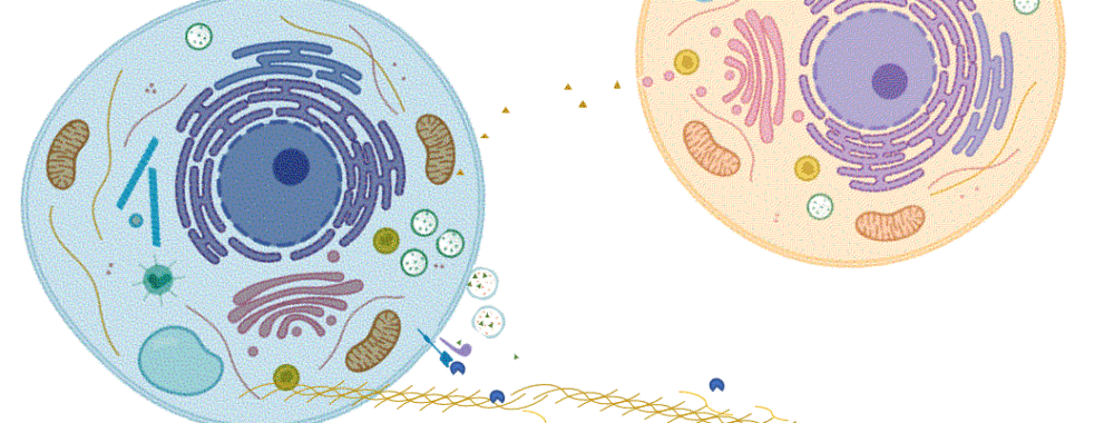 protein_secretion