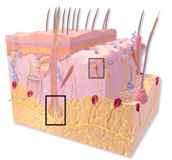 TrkB-Positive Skin Nerves | BioSerendipity