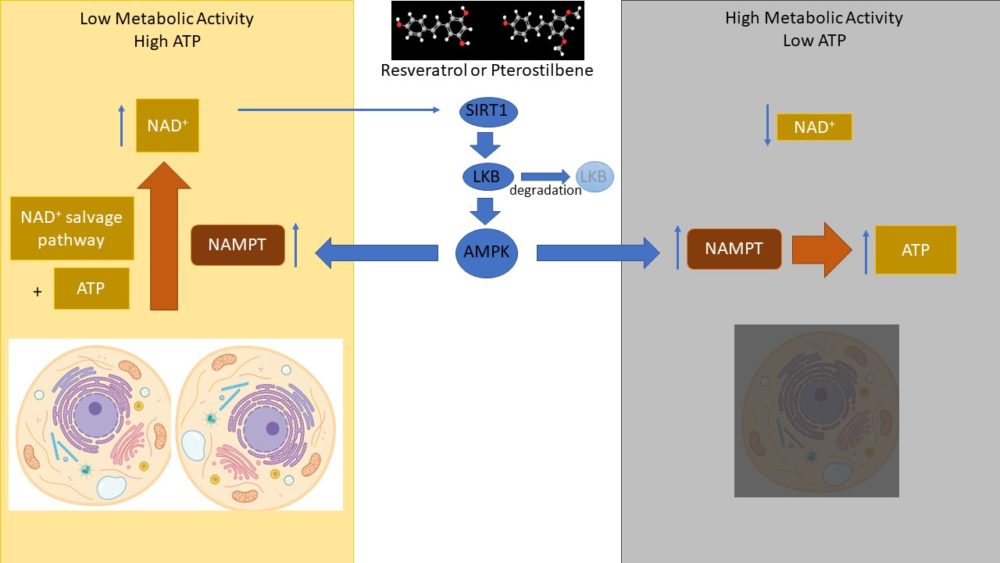 AMPK_response_to_stilbenes