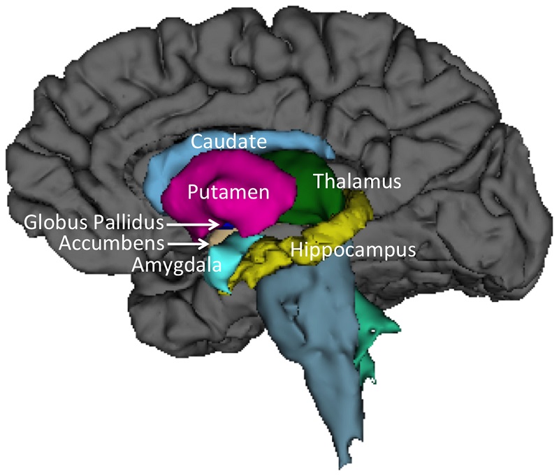 Subcortical Structures Diagram