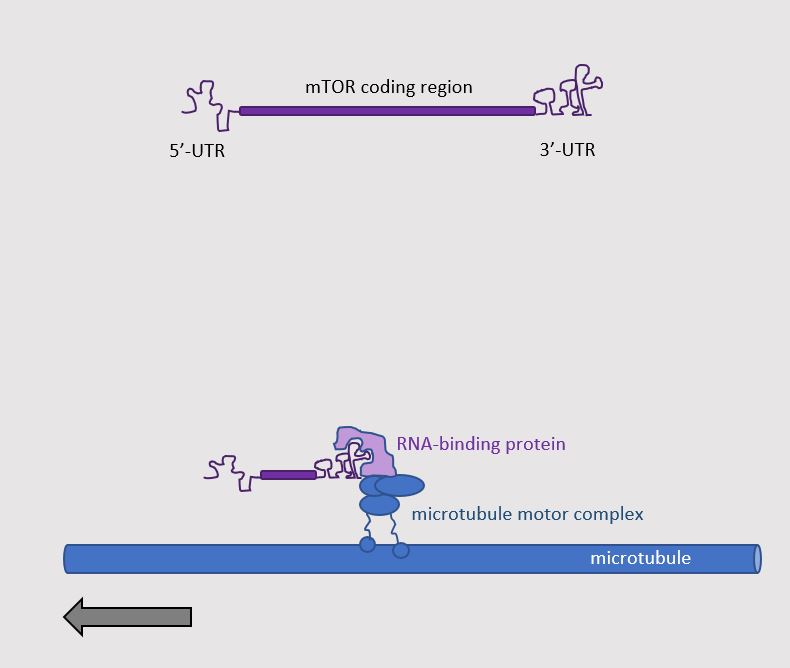 mRNA_transport_axons