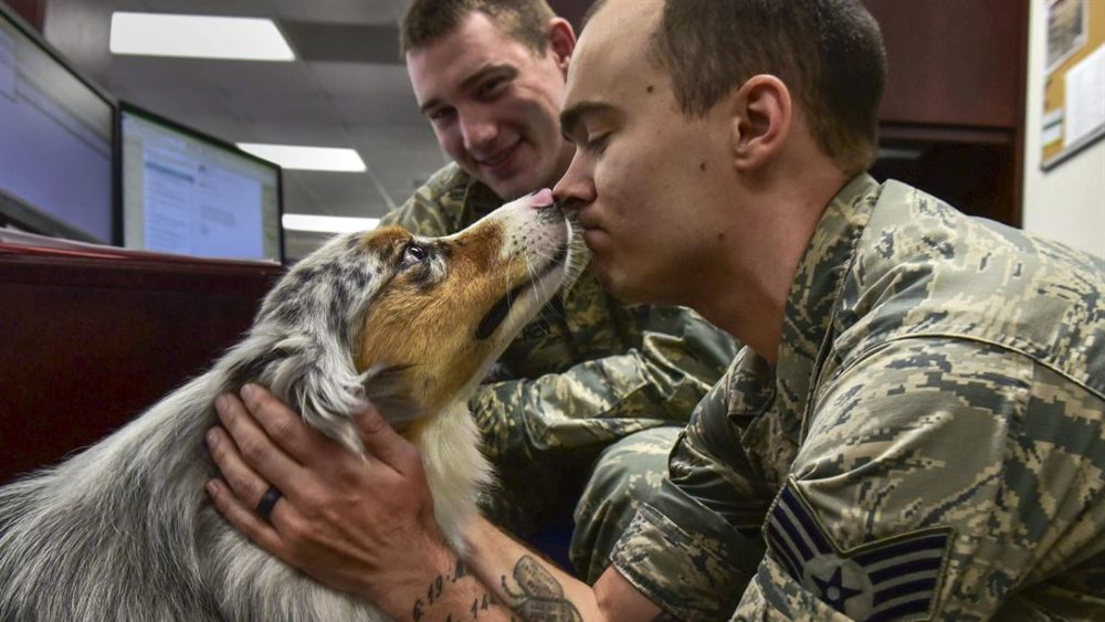 soldier_dog_face_to_face