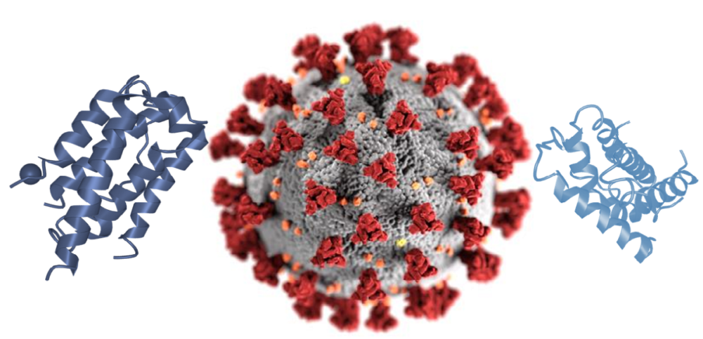 Coronavirus_Interferons