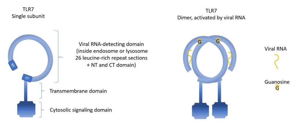 cartoon-domains-TLR7-activation-by-viral-RNA