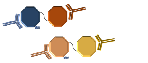 illustration Lyme disease vaccine components