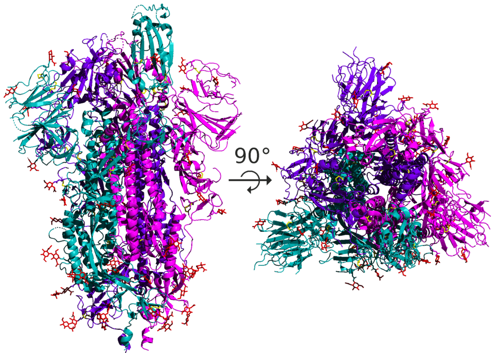 Spike_protein_SARS-CoV-2