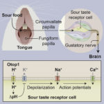 Sour taste mechanism illustration