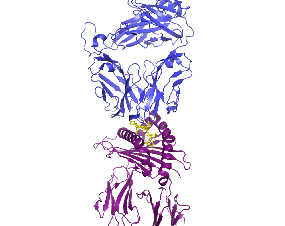 Structure of MHC I, SARS-CoV-2 Peptide, and T Cell Receptor ...